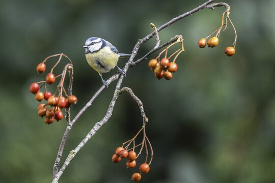 Blue tit (Parus caerulea), Emsland, Lower Saxony, Germany