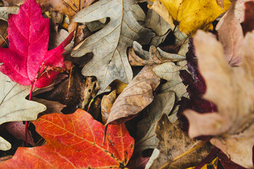 Autumn Leaves Background: Vibrant, close-up of fallen foliage on the ground with rich red, orange, and golden colors. Holiday vibes banner with copy space. A seasonal walk abstract concepts.