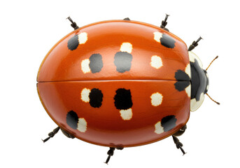 Isolated orange ladybug with black and white spots, close up insect with six legs, studio shot
