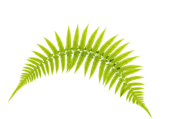 Isolated fern frond with vibrant green leaves, creating an elegant arch shape in studio lighting