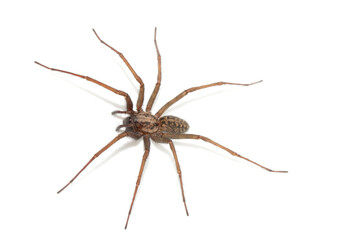 A large UK house spider on a white background