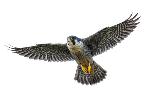 Isolated peregrine falcon with spread wings, striking flying bird of prey with sharp talons