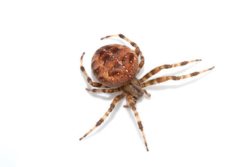 Large UK garden Spider on a White Background