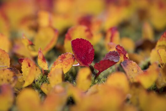 Leaves turning red-yellow in autumn, Arctic willow or Arctic willow (Salix arctica), near Laugafell, Highlands, Iceland