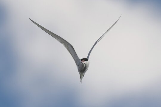 Arctic tern (Sterna paradisaea) with sandeel in its beak, in flight while fishing over the sea, Iceland