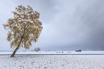 Autumnal discoloured tree, birch, snowfall, snow, autumn, Loisach-Lake Kochel-Moor, Alpine foothills, Bavaria, Germany