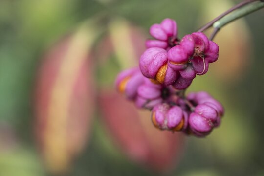 Peacock, spindle bush (Euonymus europaeus), fruit stand, Emsland, Lower Saxony, Germany