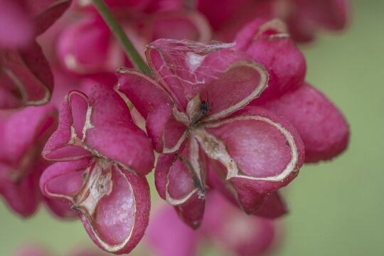 Peacock, spindle bush (Euonymus europaeus), fruit stand, Emsland, Lower Saxony, Germany