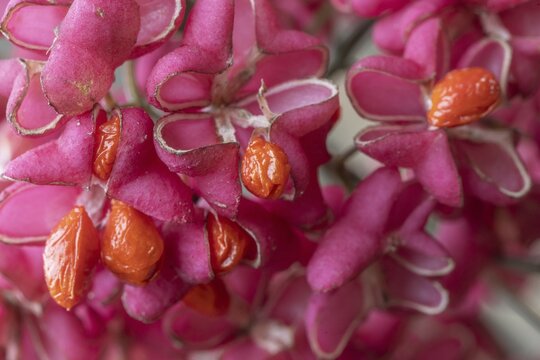 Peacock, spindle bush (Euonymus europaeus), fruit stand, Emsland, Lower Saxony, Germany