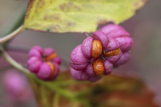 Peacock, spindle bush (Euonymus europaeus), fruit stand, Emsland, Lower Saxony, Germany