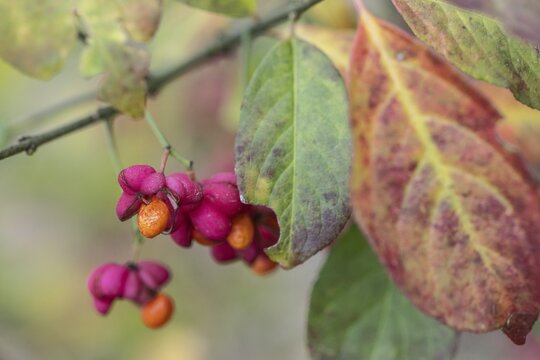 Peacock, spindle bush (Euonymus europaeus), fruit stand, Emsland, Lower Saxony, Germany