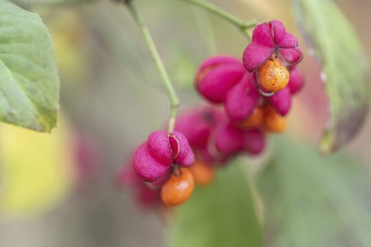 Peacock, spindle bush (Euonymus europaeus), fruit stand, Emsland, Lower Saxony, Germany