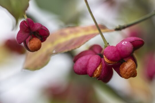 Peacock, spindle bush (Euonymus europaeus), fruit stand, Emsland, Lower Saxony, Germany