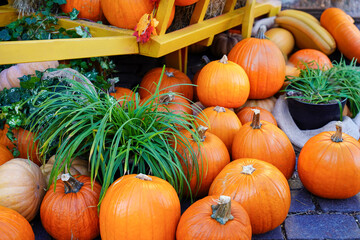 Obraz premium Pumpkin autumn decoration on the farm market. Harvesting and holidays in the colorful fall season