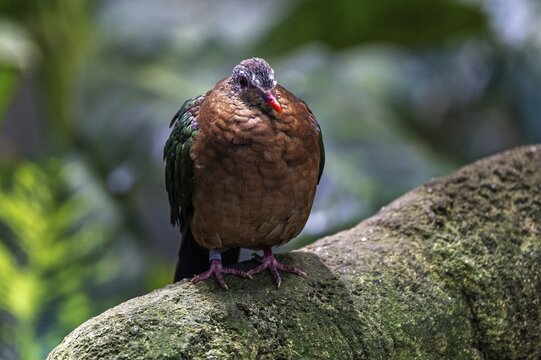 Green-winged doves (Chalcophaps), sitting on a branch, captive, Germany