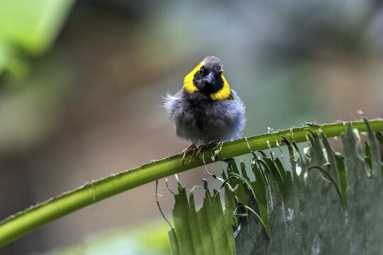 Cuban Finch (Tiaris canora) sitting on palm leaf, captive, Germany