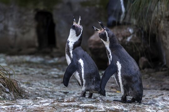 Humboldt penguins (Spheniscus humboldti), captive, Germany