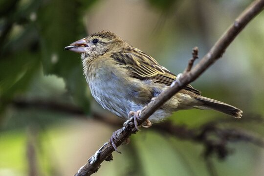 Sparrow (Passeridae), sitting on a branch, with a sunflower seed in its beak, Baden-W&uuml;rttemberg, Germany