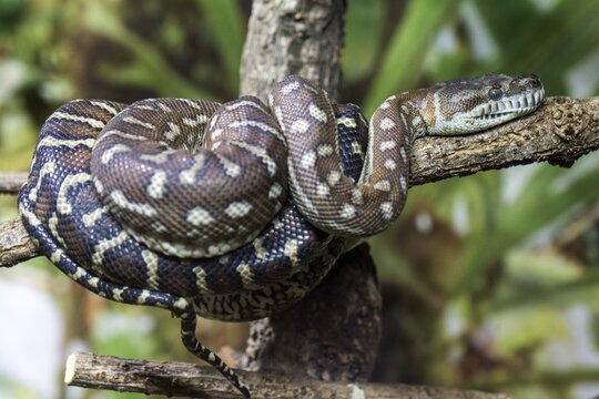 Central Morelia bredli, also known as Bredl's carpet python (Morelia bredli), lies on branch, captive, Germany