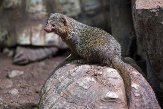 Dwarf mongoose (Helogale), sitting on turtle, captive, Germany