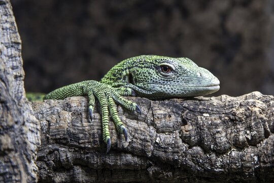 Reisinger's tree monitor (Varanus reisingeri), captive, Germany