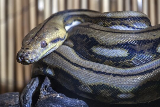 Reticulated python (Malayopython reticulatus), curled, captive, Germany