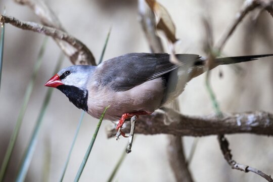 Sharp-tailed Amadine (Poephila acuticauda), captive, Germany
