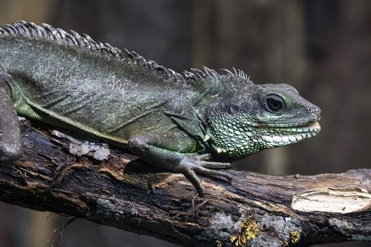 Green water dragon (Physignathus cocincinus) on branch, captive, Germany