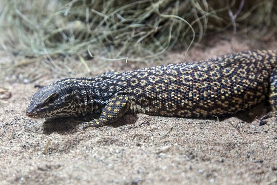 Spiny-tailed monitor lizard (Varanus acanthurus), captive, Germany