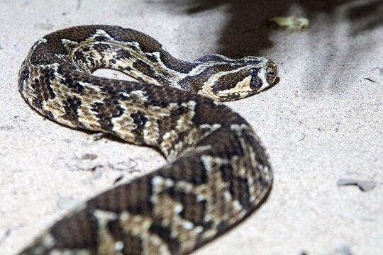 Palestine viper (Daboia palaestinae), captive, Germany