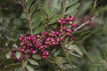 Mastic bush (Pistacia lentiscus), Sicily, Italy