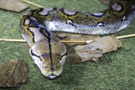Reticulated python (Malayopython reticulatus), captive, Germany