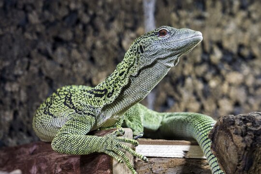 Reisinger's tree monitor (Varanus reisingeri), captive, Germany