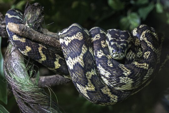 Carpet python (Morelia spilota variegata), curled a, on branchcaptive, Germany