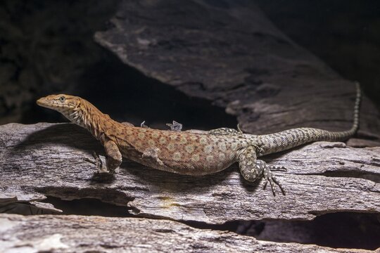 Pilbara rock monitor (Varanus pilbarensis), captive, Germany