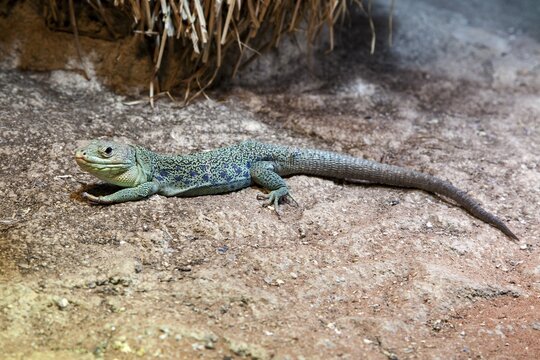 Pearl lizard (Timon lepidus), captive, Germany
