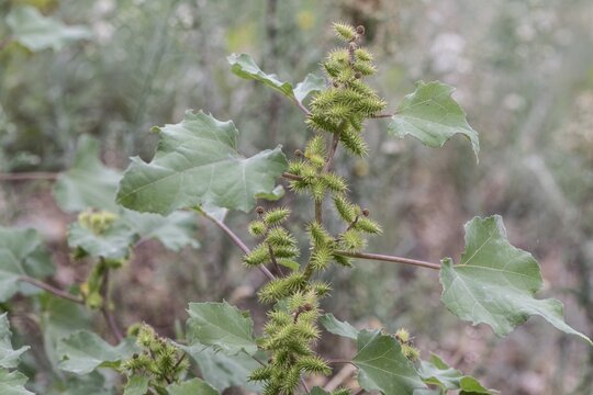 Rough cocklebur (Xanthium strumarium), Sicily, Italy