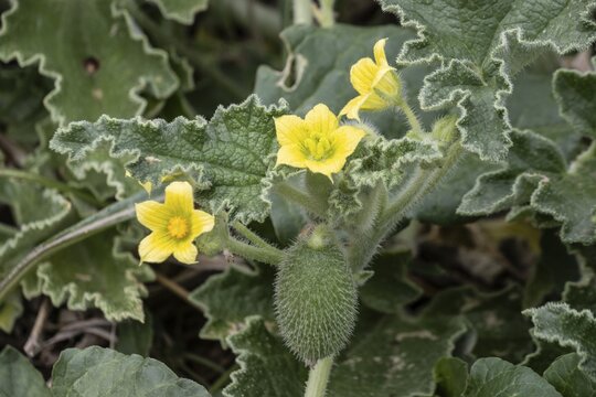 Spray cucumber (Ecballium elaterium), Sicily, Italy