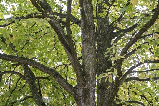 Tree hazel (Corylus columa), North Rhine-Westphalia, Germany