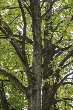 Tree hazel (Corylus columa), North Rhine-Westphalia, Germany