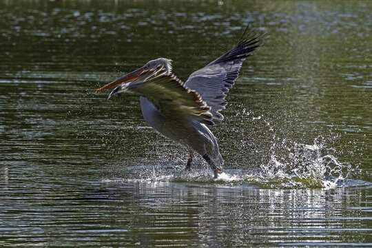 Pelican (Pelecanidae, Pelecanus), starts in the water, captive, Germany