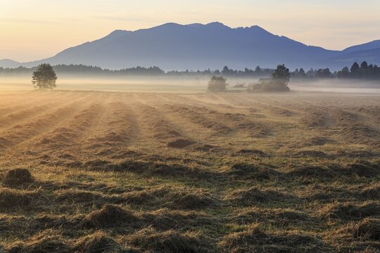 Morning atmosphere, fog, backlight, mountains, mown meadow, hay, summer, Loisach-Lake Kochel moor, view of Zwiesel, Bavaria, Germany
