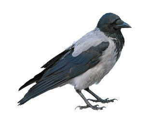 a big and beautiful gray and black crow