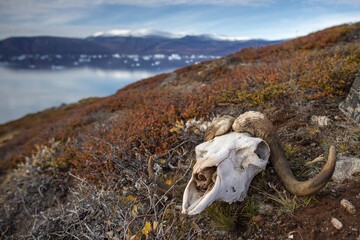 Bleached skull of a musk ox in autumnal arctic landscape, Kong Oscar Fjord, Northeast Greenland National Park, Greenland