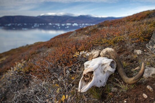 Bleached skull of a musk ox in autumnal arctic landscape, Kong Oscar Fjord, Northeast Greenland National Park, Greenland