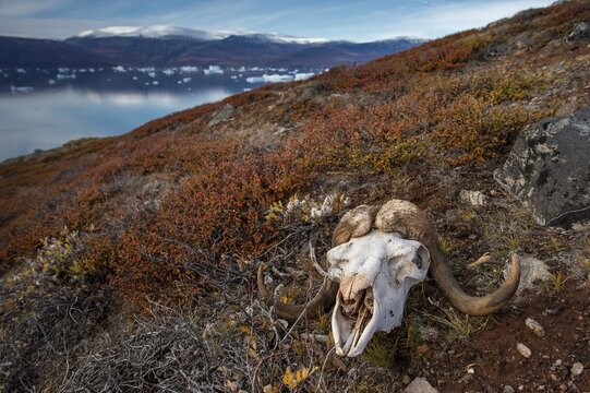 Bleached skull of a musk ox in autumnal arctic landscape, Kong Oscar Fjord, Northeast Greenland National Park, Greenland