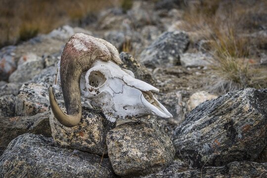 Bleached skull of a musk ox in a rocky arctic landscape, Kong Oscar Fjord, Northeast Greenland National Park, Greenland
