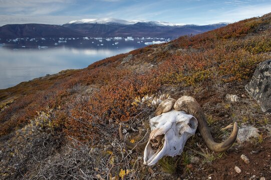 Bleached skull of a musk ox in autumnal arctic landscape, Kong Oscar Fjord, Northeast Greenland National Park, Greenland
