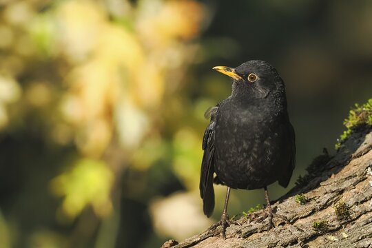 A male blackbird (Turdus merula) standing on a tree trunk against an autumnal, sunny backdrop, Hesse, Germany