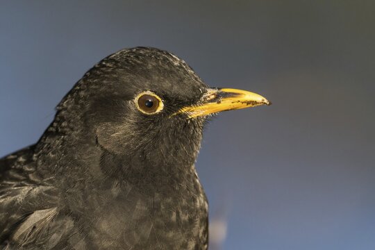 Close-up of a blackbird's head (Turdus merula) with distinctive yellow beak and dark feathers, Hesse, Germany - Powered by Adobe